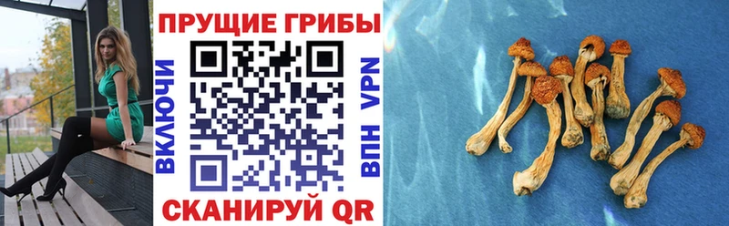 Псилоцибиновые грибы Magic Shrooms Саяногорск